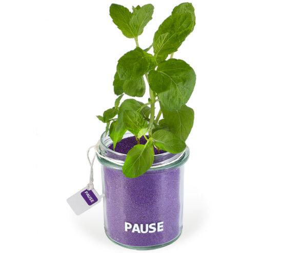 Verslo dovanos iš sėklų